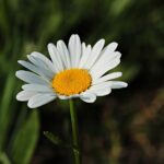 daisies