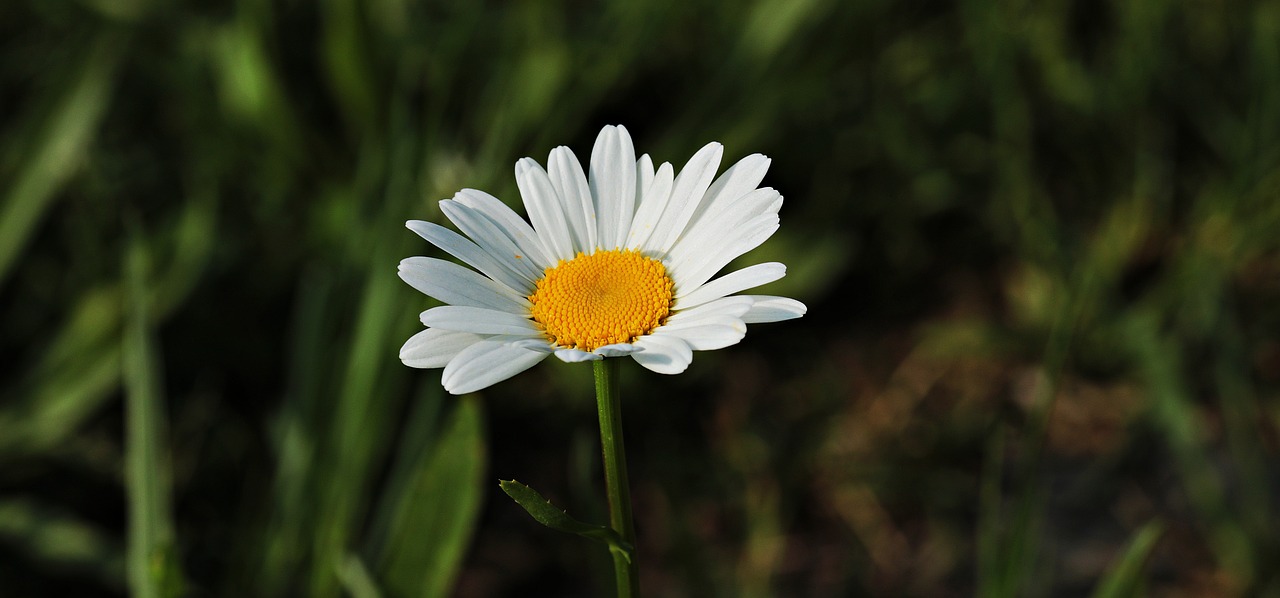 daisies